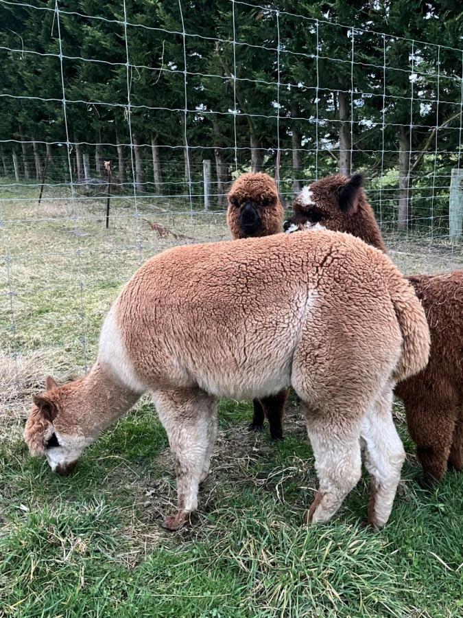 مبيت وإفطار رانجيورا Ra-Ata Farm المظهر الخارجي الصورة